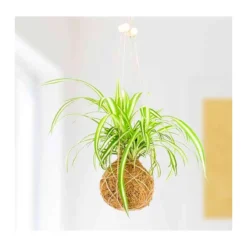 Növessz saját Kokedama növényt